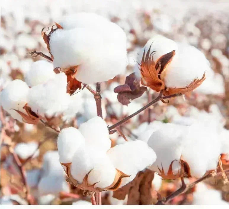 Men's Japanese Kanji Graphic T-Shirt - Harajuku Streetwear